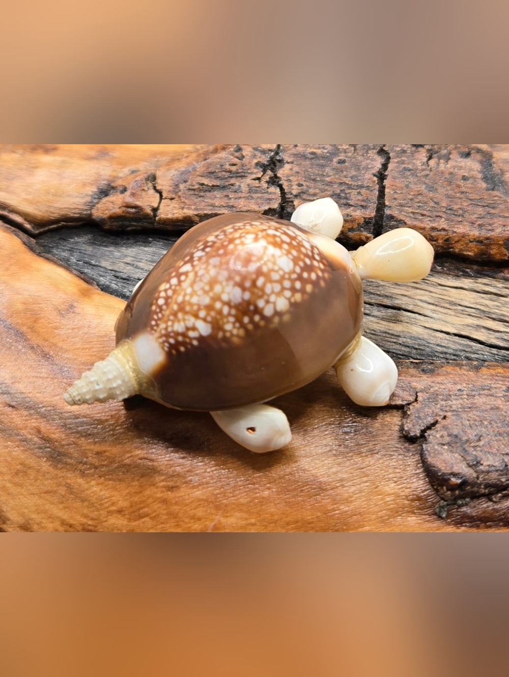 Shell Brooch - Turtle Handmade 1¾" X 1"  Wacky Item - Picture 2 of 5